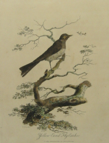 John White's birds